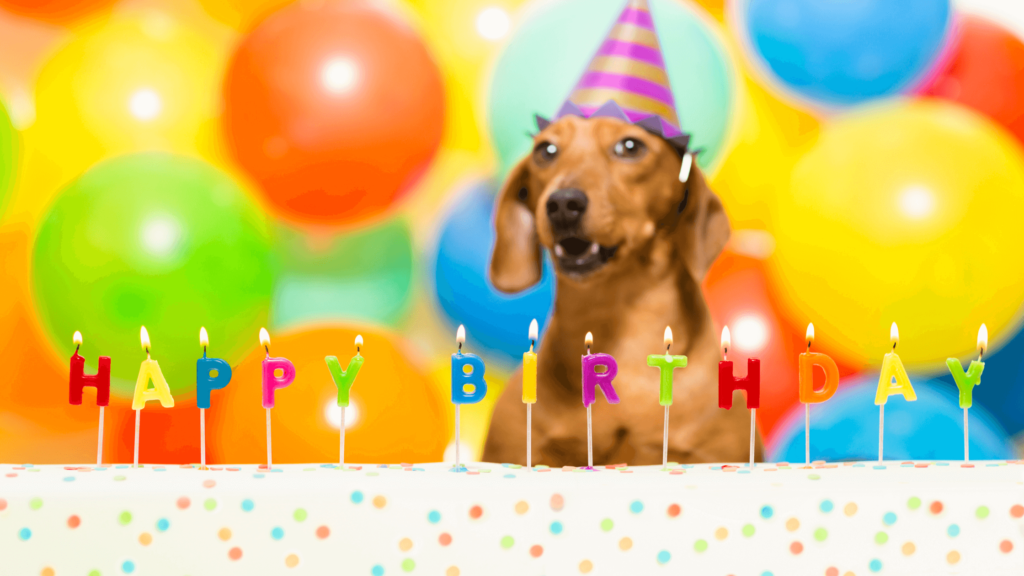 Dogust 1° compleanno universale per cani da rifugio