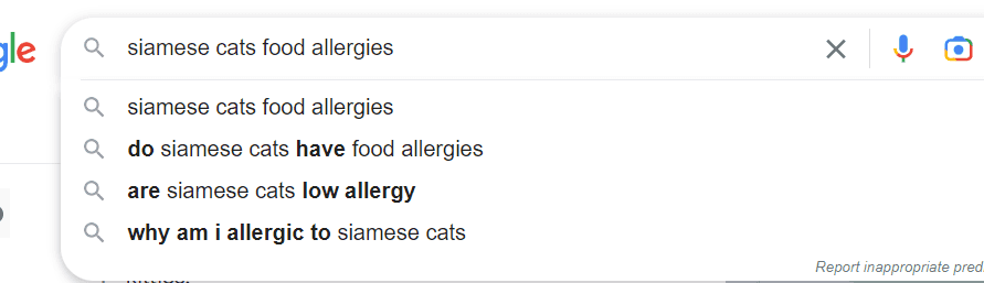 pesquisa do google gato siamês