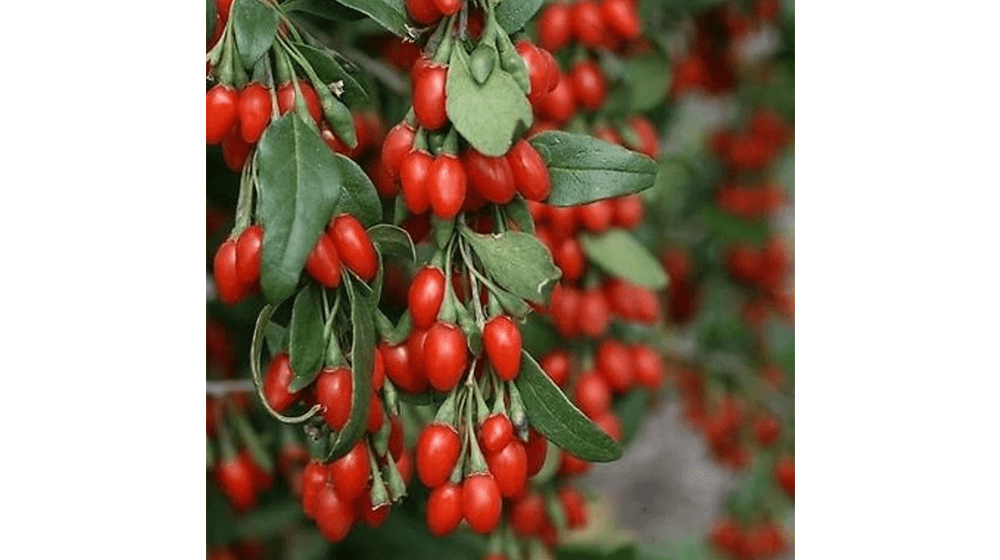 Satu Tanaman Goji Berry (Lycium Barbarum).