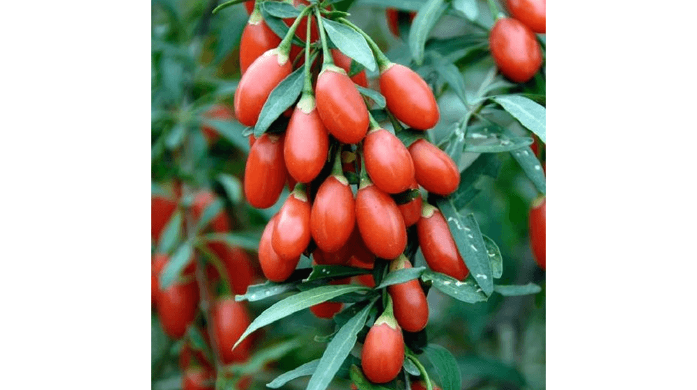 Benih Goji Berry Heirloom USA