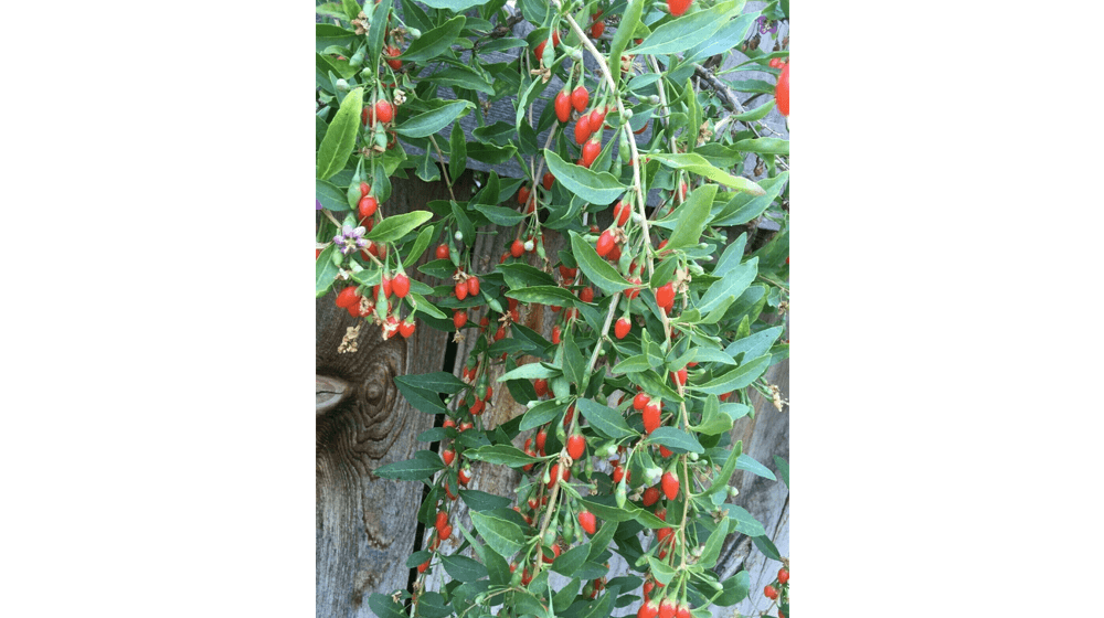 Goji Berry, BIJI Cina Lycium