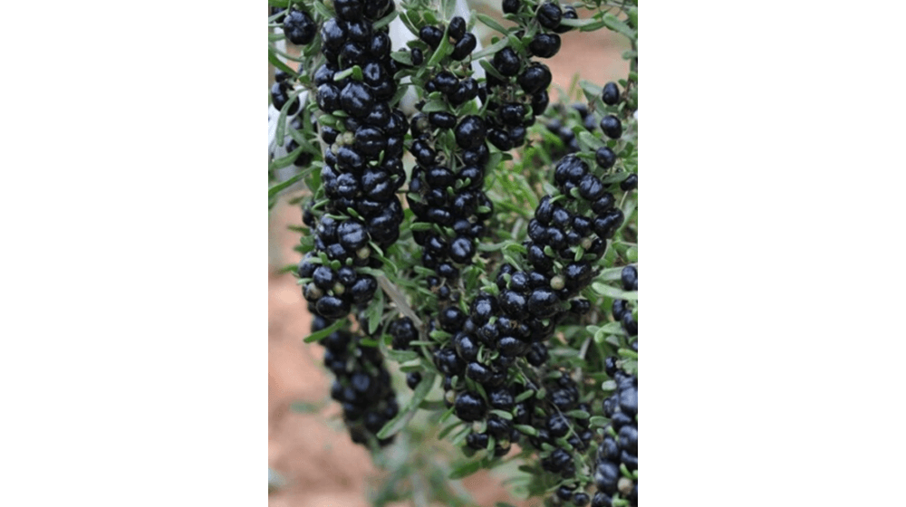 Biji Goji Berry Hitam Lycium ruthenicum Chinese Himalayan Black Wolfberry Plant