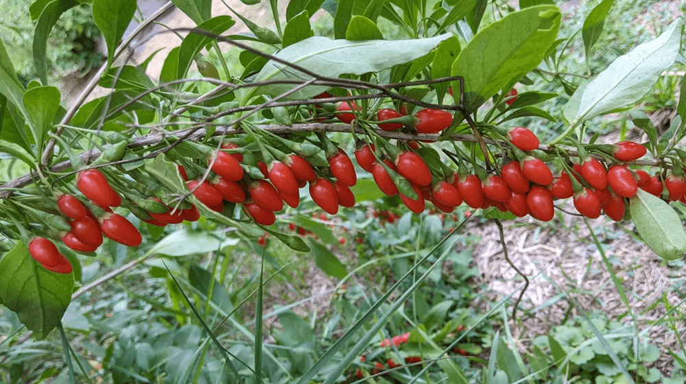 Goji Berry - Wolfberry - 50 biji