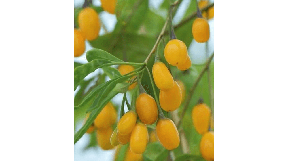 Tanaman starter pohon buah Golden Goji Berry langka, tinggi 6-8 inci