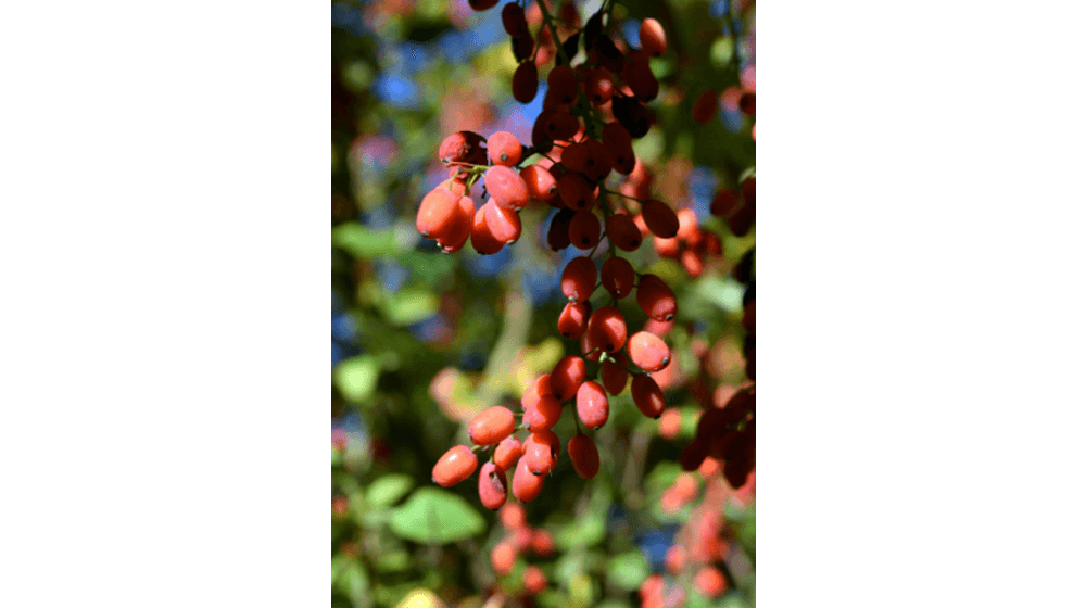 Goji berry 50+ biji {Lycium chinense} Heirloom NON-GMO