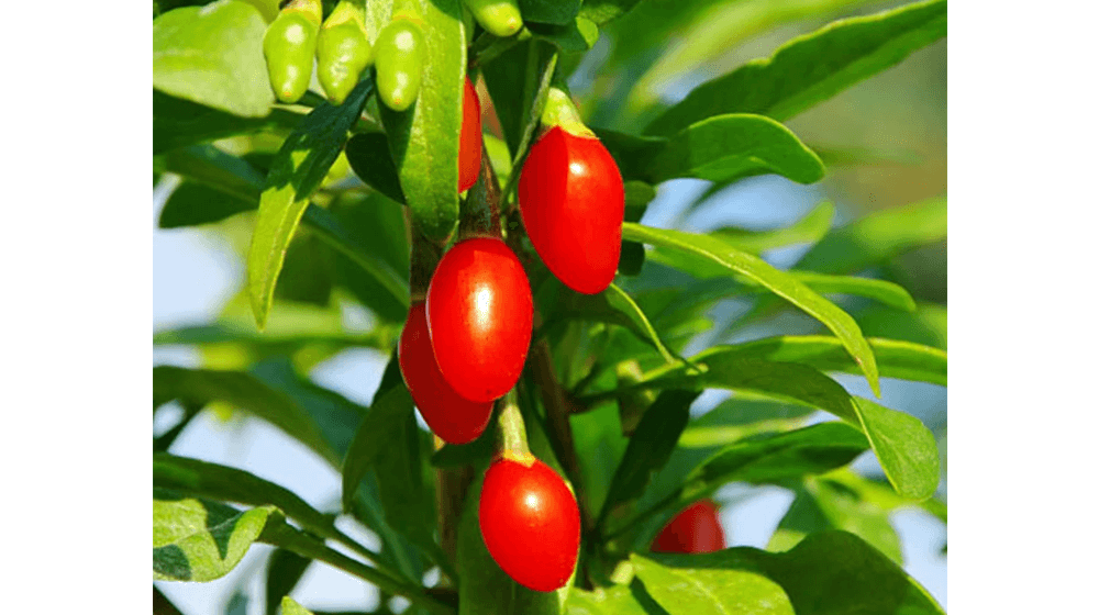 Goji Berry hidup, Wolfberry, tanaman Lycium barbarum