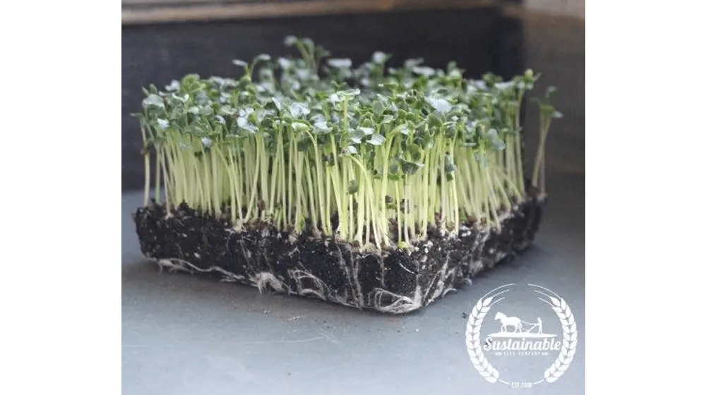 Kale - Black Tuscan aka Lacinato o Dinosaurio (Orgánico) - Microgreens Seeds