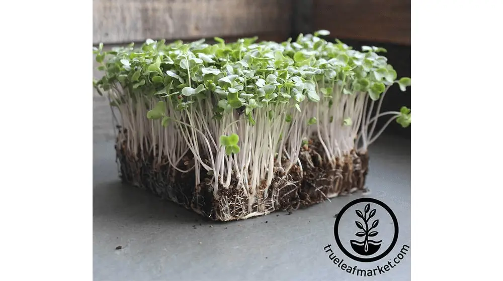 Brócoli - Waltham 29 - Semillas Microgreens