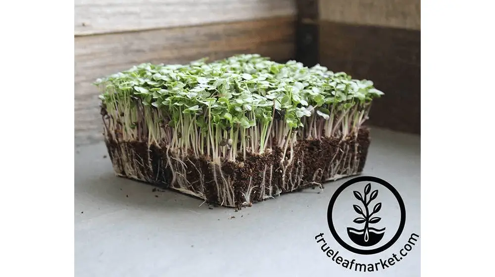 Mezcla básica de ensaladas - Microgreens Seeds