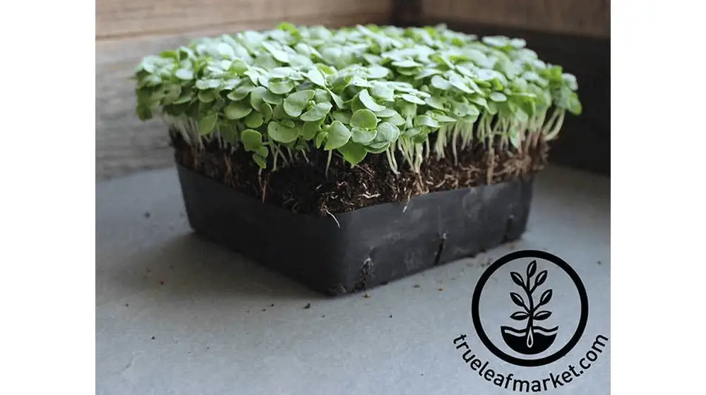 Semillas de Cilantro - Slow Bolt (Orgánico) - Microgreens Seeds