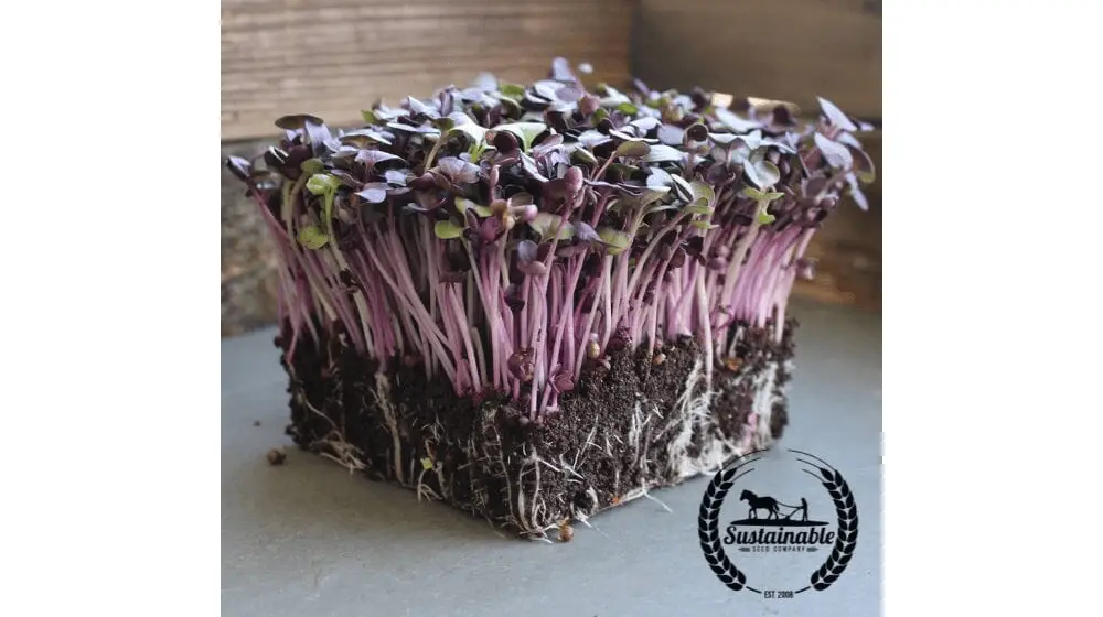 Rábano - Rambo (Orgánico) - Semillas Microgreens