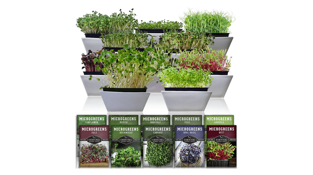 Semillas de microverdes - Paquete de 10 semillas de microverdes sin OGM Heirloom - Rúcula, albahaca, brócoli, trigo sarraceno, rábano, girasol y más