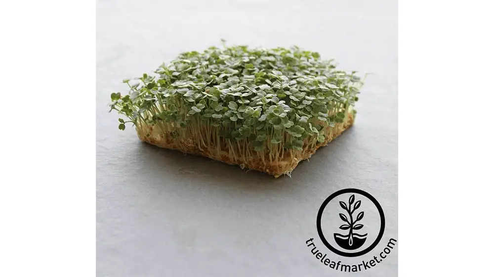 Arugula - Slow Bolt - Semillas Microgreens