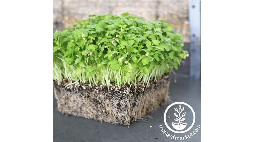 Semillas de Cilantro - Leisure Splits (Orgánico) - Microgreens Seeds