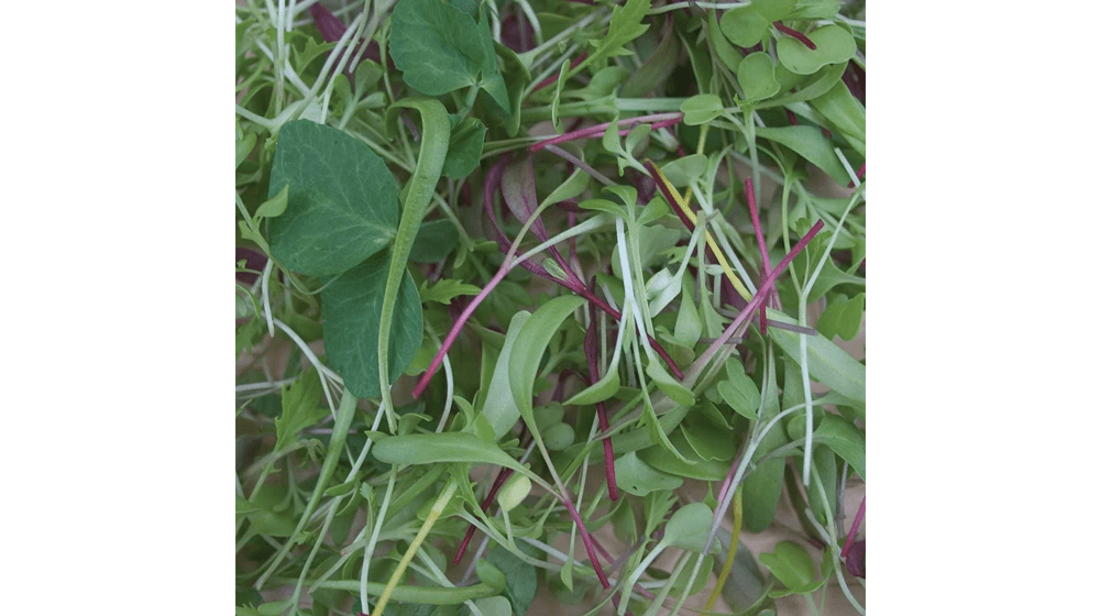 Burpee Microgreens Mix Microgreens Semillas 400 semillas