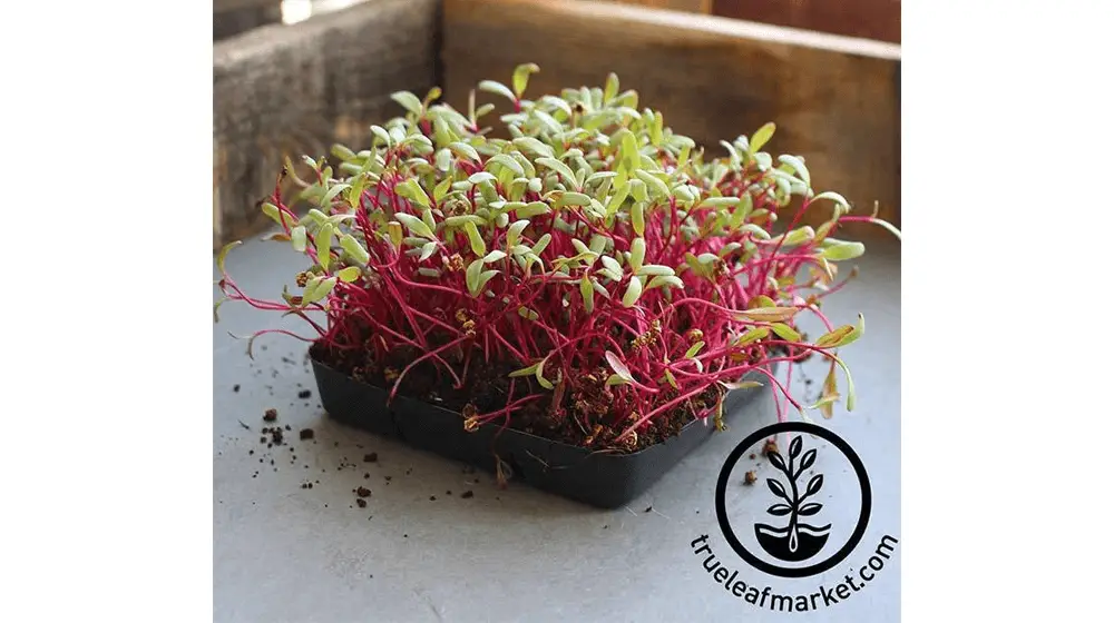 Remolacha - Detroit Dark Red (Convencional) - Semillas Microgreens