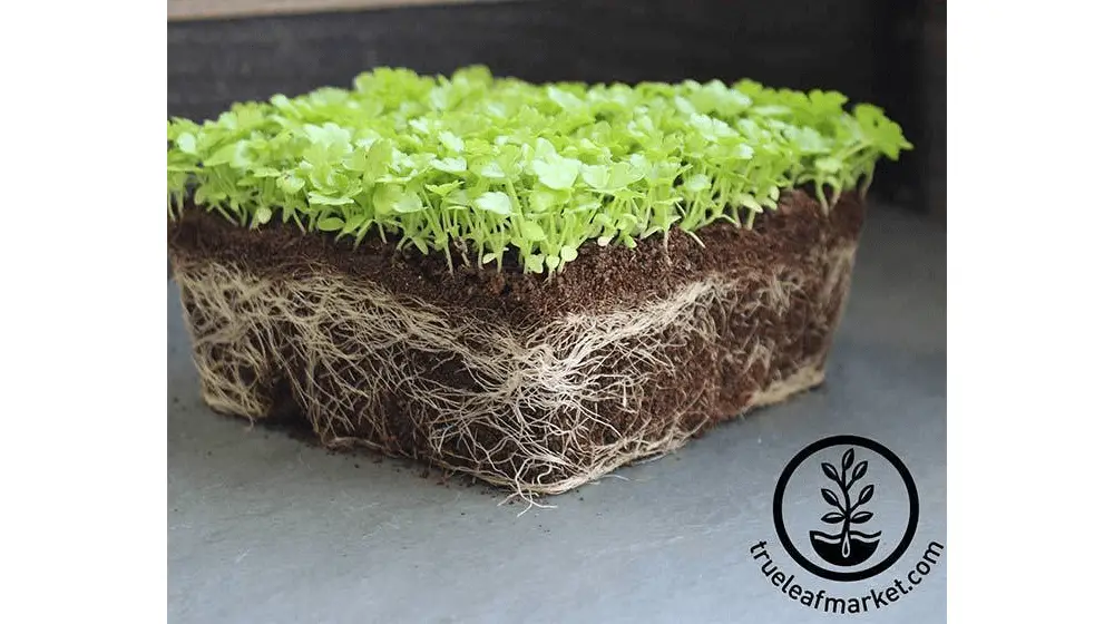 Apio - Utah 52-70 - Semillas Microgreens