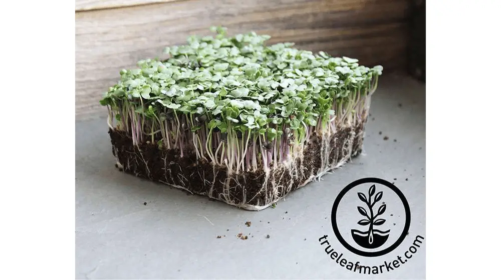 Mezcla de ensalada picante - Microgreens Seeds