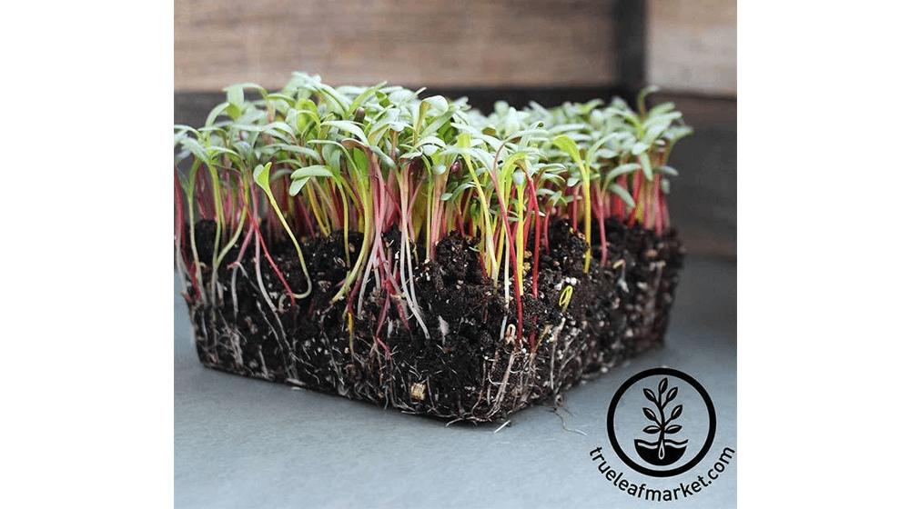 Swiss Chard - Rainbow Mixture - Semillas Microgreens