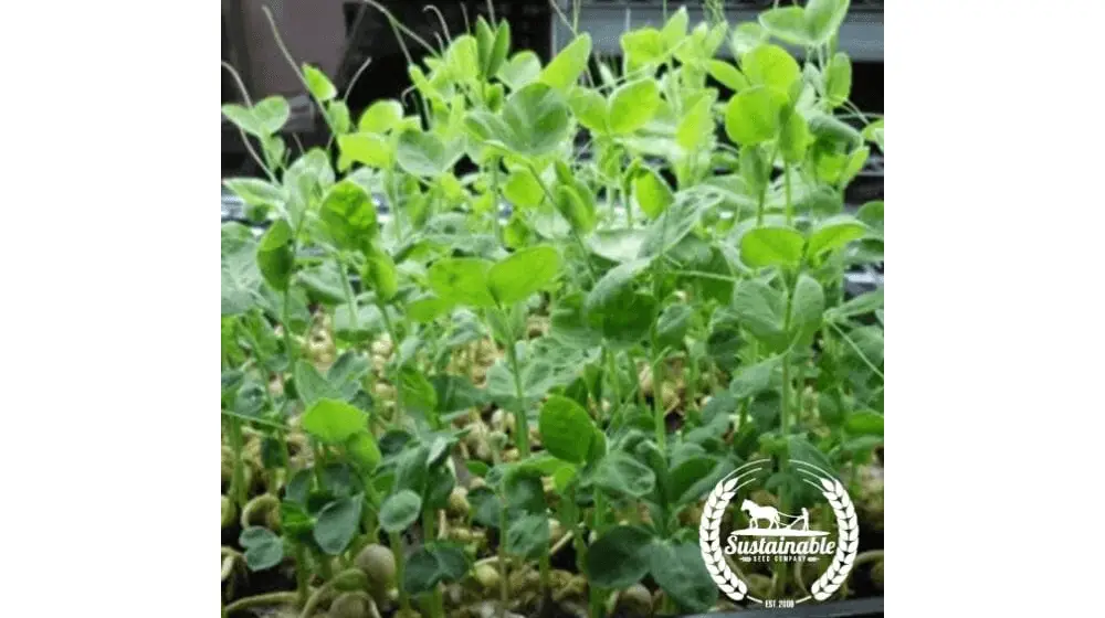 Guisante - Verde (Orgánico) - Semillas Microgreens