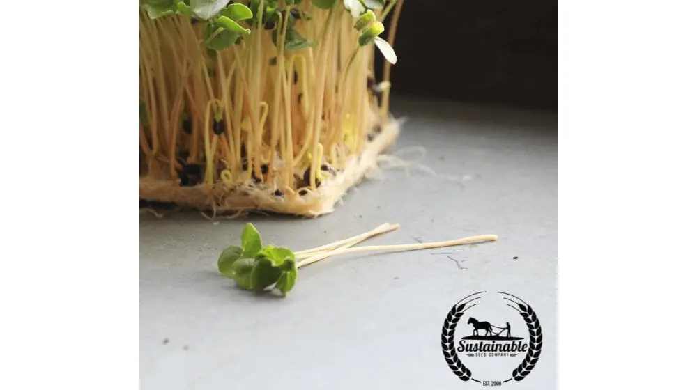 Alforfón (Orgánico) - Semillas Microgreens