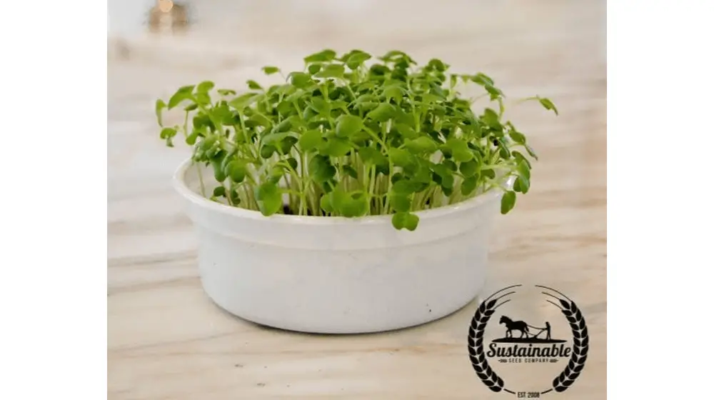 Mostaza - Oriental Picante (Orgánica) - Semillas Microgreens