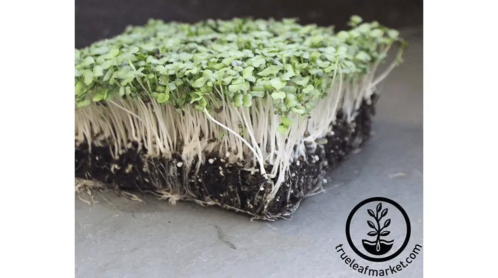 Nabo - Purple Top White Globe - Semillas Microgreens