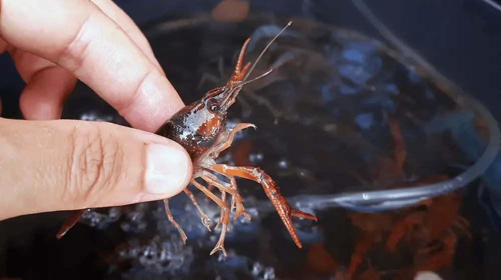 ザリガニ養殖場