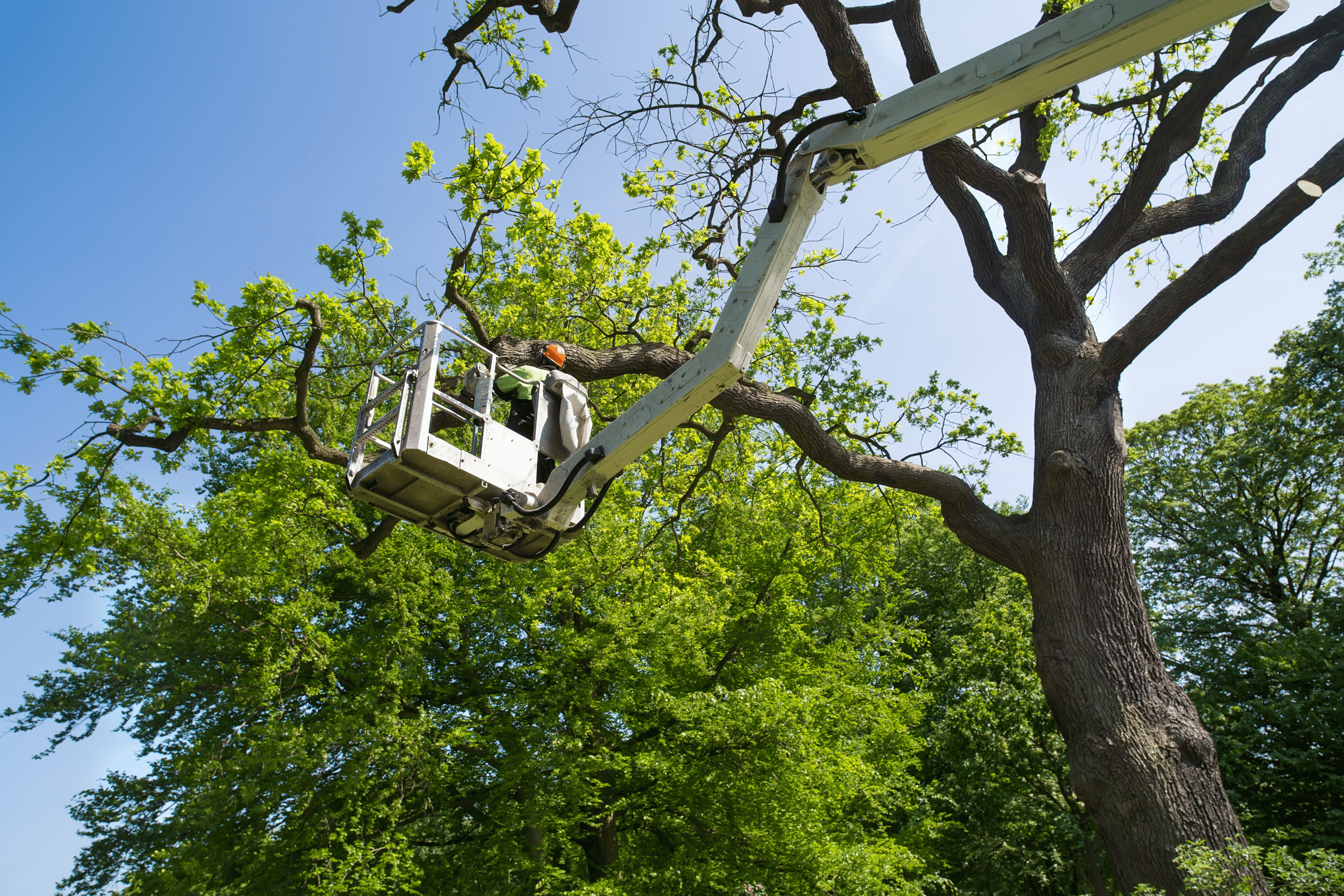 Una foto de un arbolista inspeccionando un árbol.