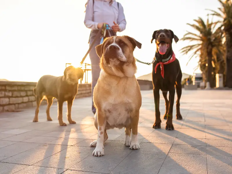 犬の散歩、キャッシュフロービジネスのアイデア