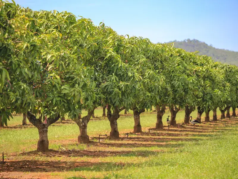 avviare una fattoria di alberi