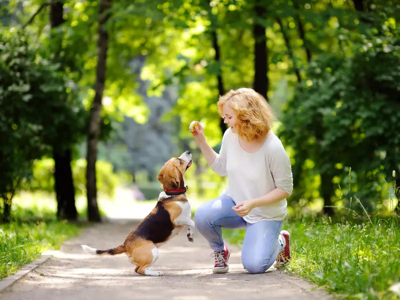 idee di affari di famiglia, pet sitter