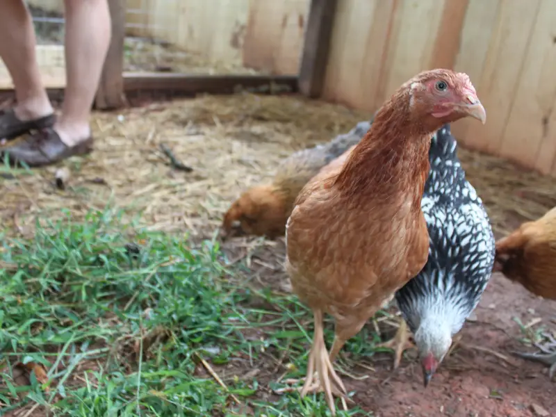 galinhas em uma fazenda urbana