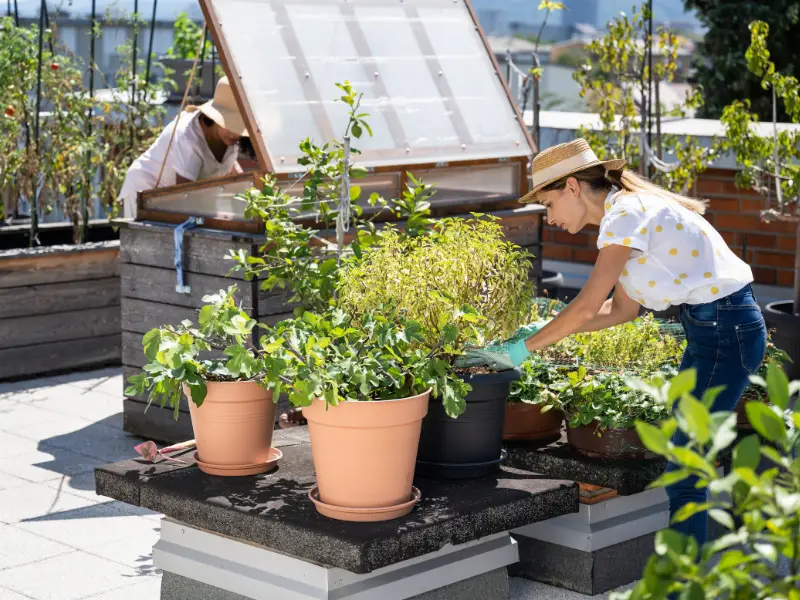 agricultura urbana