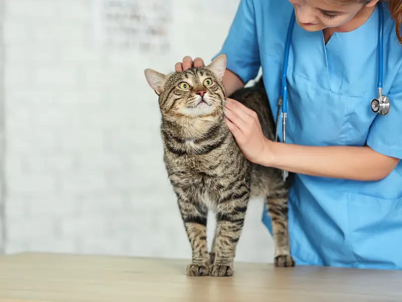 21 ideas de negocios de salud veterinaria