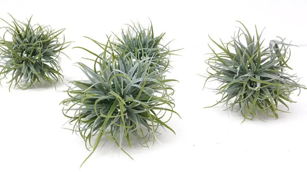 Air plant Orbs, Faux Tillandsia