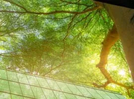 วิวต้นไม้จากอาคารสำนักงาน โดยมีแสงแดดส่องผ่านใบไม้ แสดงถึงการบัญชีคาร์บอนและเป็นศูนย์สุทธิ
