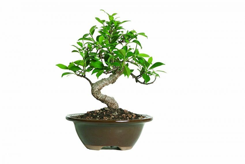 30 Plantas de Mesa de Escritório - Ficus Bonsai