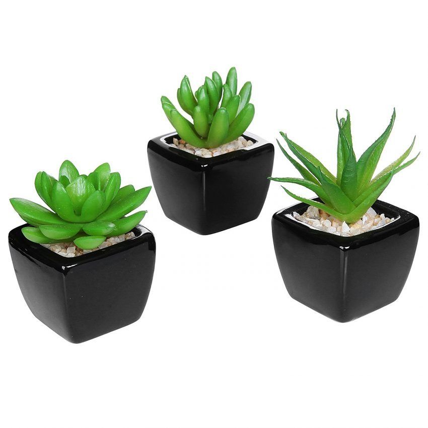 30 plantes de bureau - mini succulentes