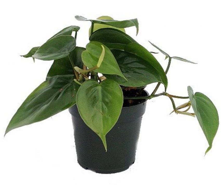 30 plantas de escritorio de oficina - Philodendron