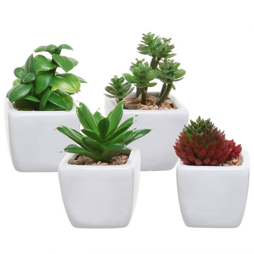 Succulents ประดิษฐ์