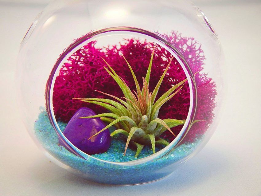 Terrarium pour plantes aériennes