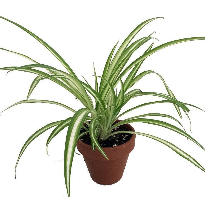 30 plantas de escritorio de oficina - Ocean Spider Plant