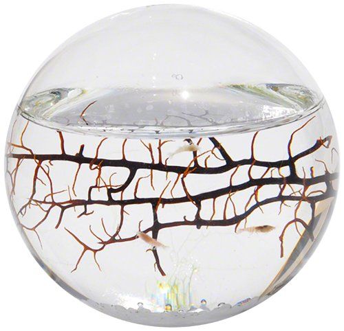 30 Tanaman Meja Kantor - EcoSphere