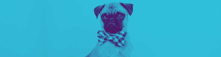 เลย์เอาต์โดย flywheel duotone วิธีการทำ duotone pug dog สีฟ้าและสีม่วงใน bowtie ตาหมากรุก