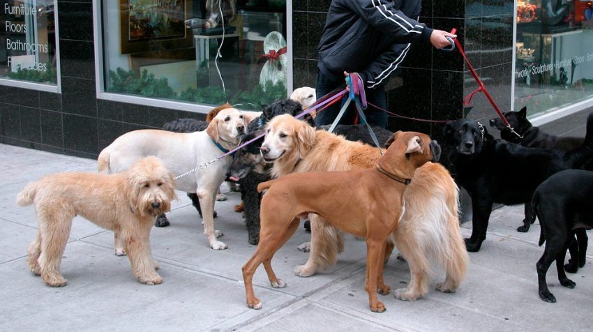 50 idee di business per introversi - Dog Walker