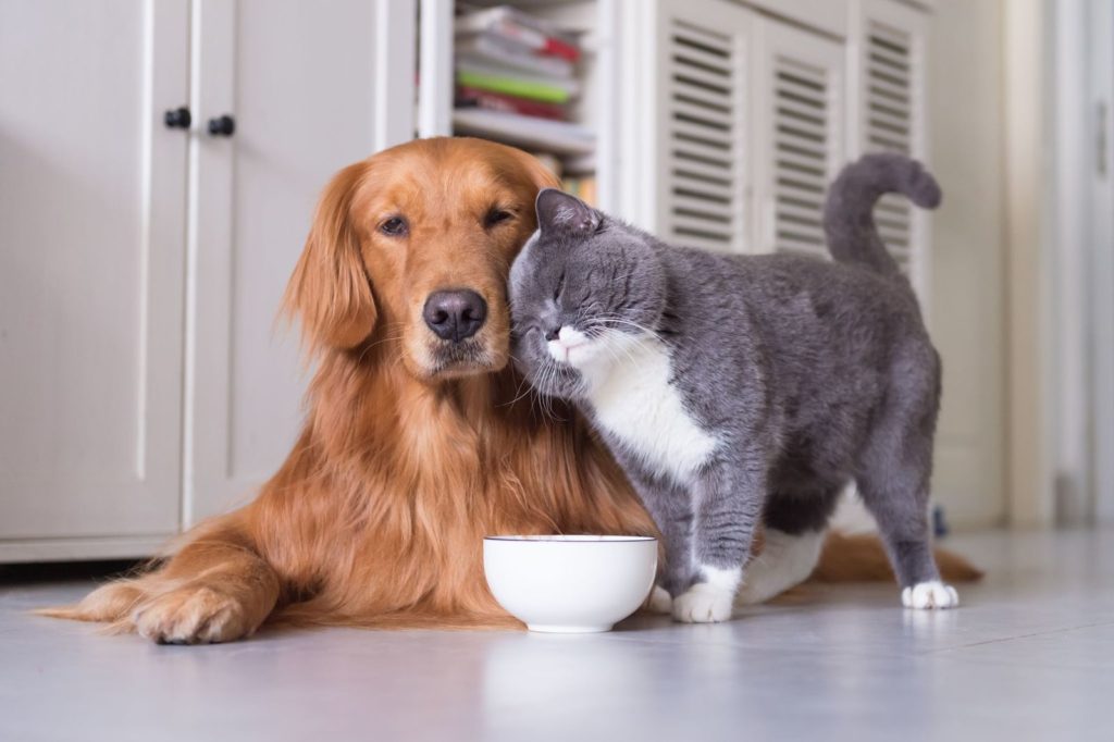 Chien et chat