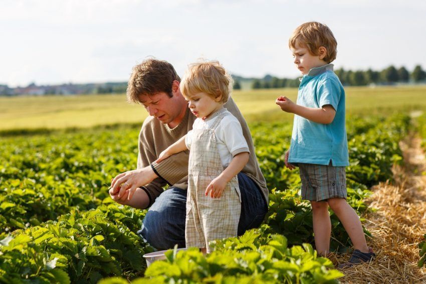 50 Geschäftsideen für Familien - Farm