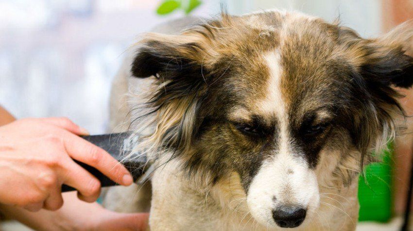 52 Ide Bisnis Rumahan - groomer anjing